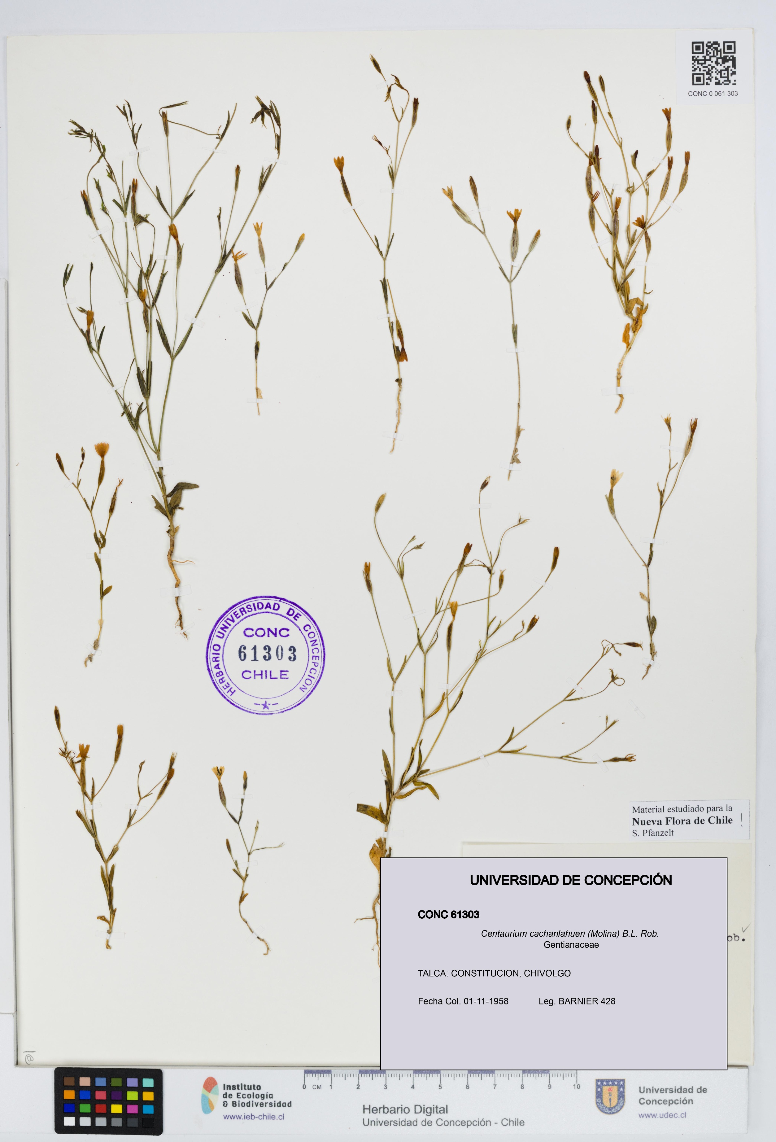 Centaurium cachanlahuen [Espécimen: UDEC:CONC:0061303]