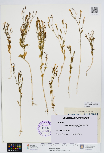 Centaurium cachanlahuen [Espécimen: UDEC:CONC:0061304]