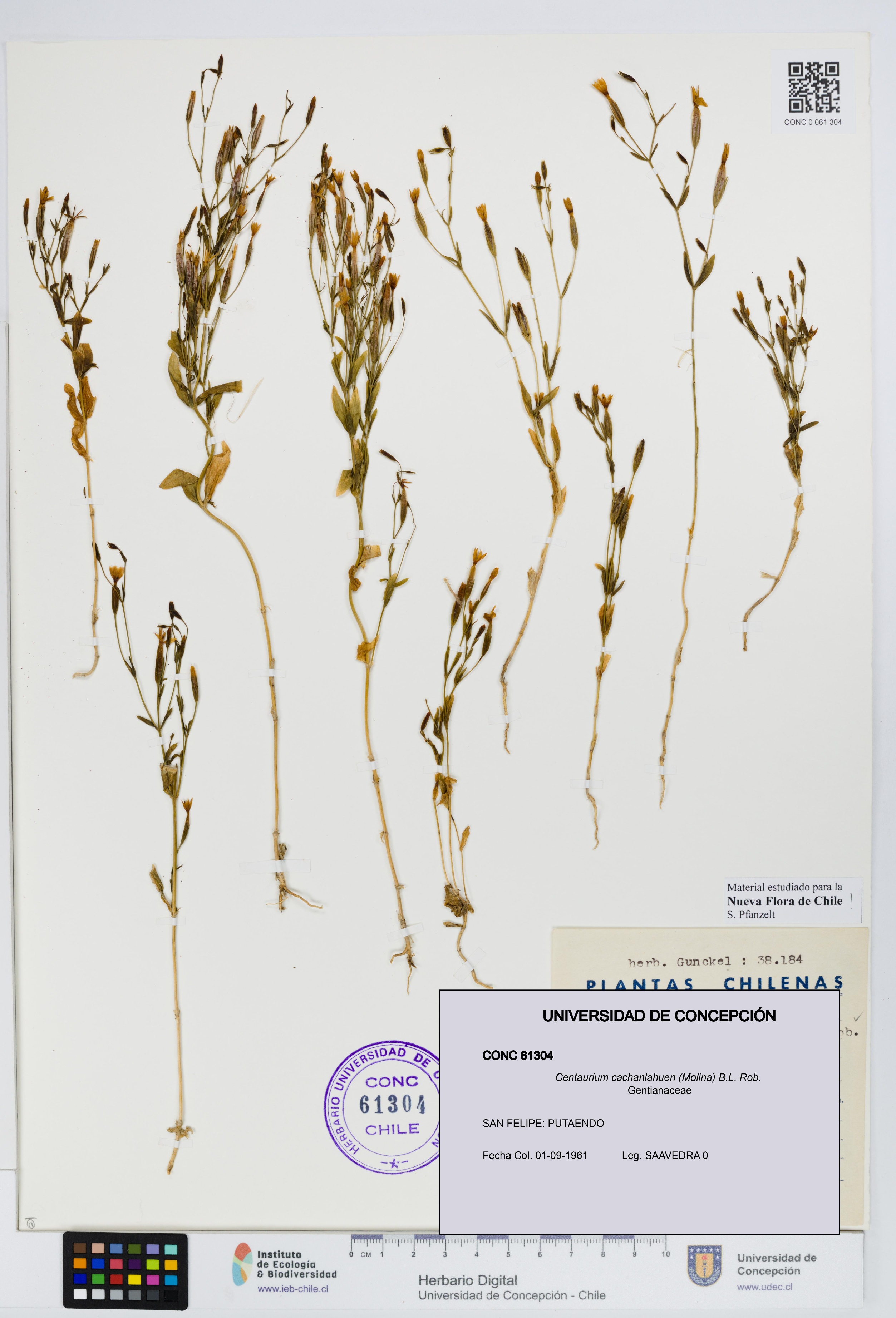 Centaurium cachanlahuen [Espécimen: UDEC:CONC:0061304]