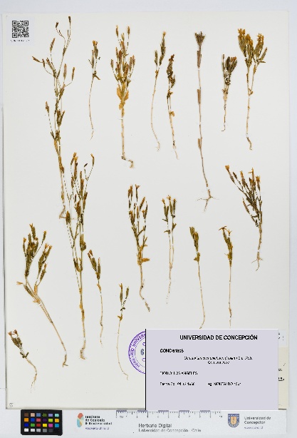 Centaurium cachanlahuen [Espécimen: UDEC:CONC:0061305]