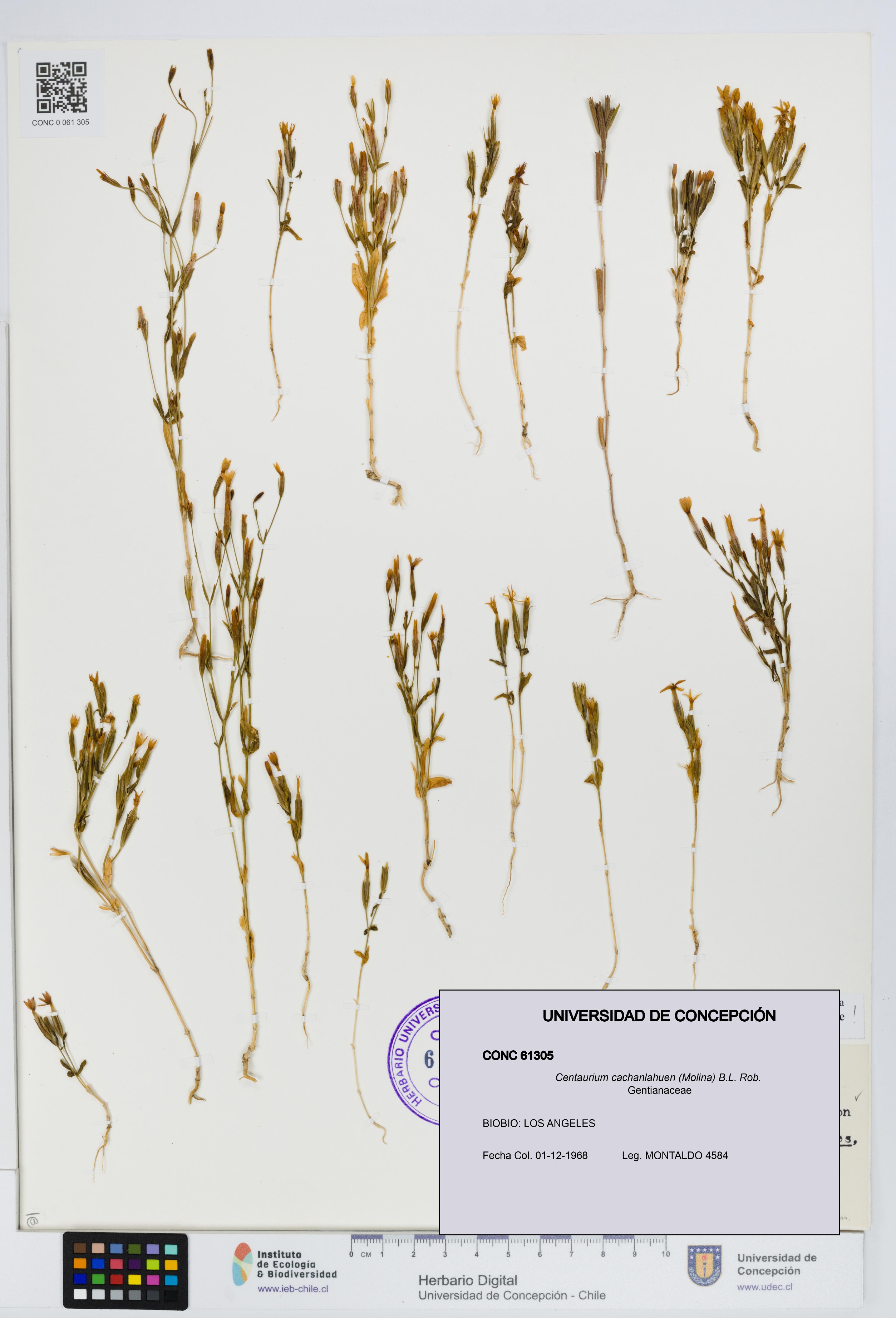 Centaurium cachanlahuen [Espécimen: UDEC:CONC:0061305]