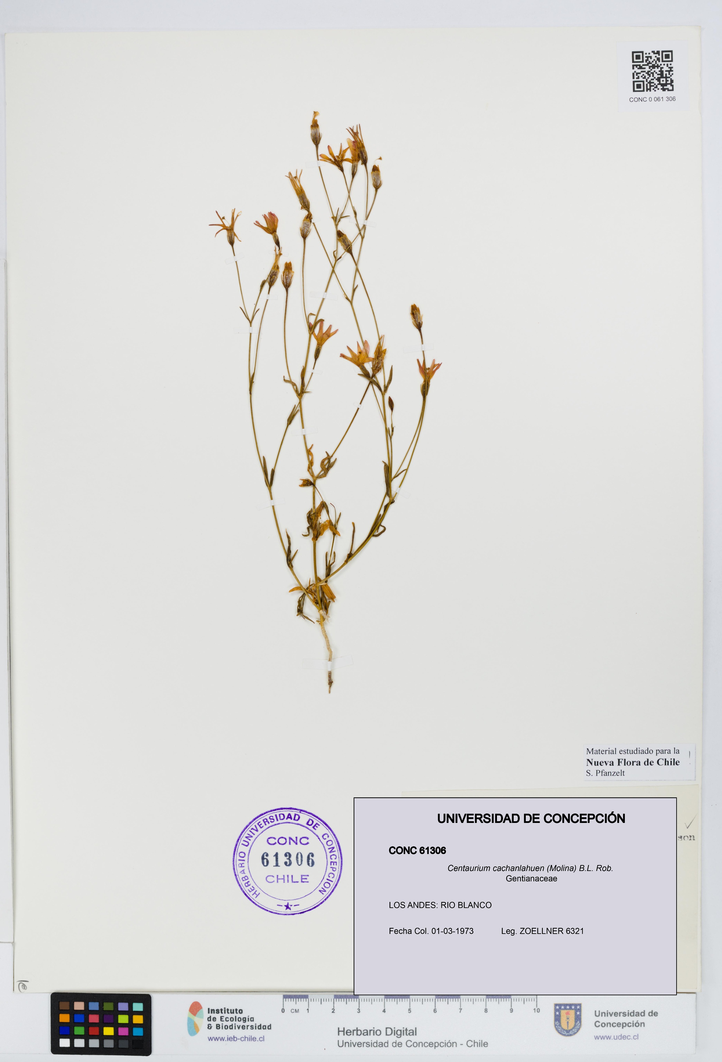 Centaurium cachanlahuen [Espécimen: UDEC:CONC:0061306]