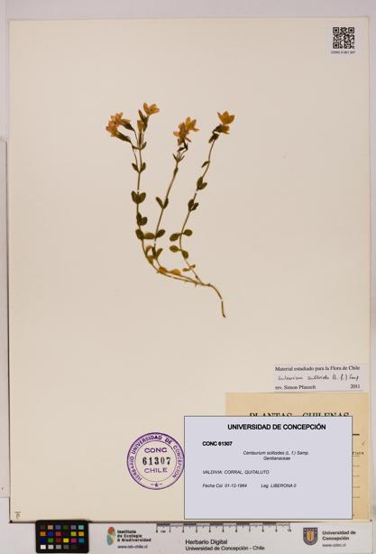 Centaurium scilloides [Espécimen: UDEC:CONC:0061307]