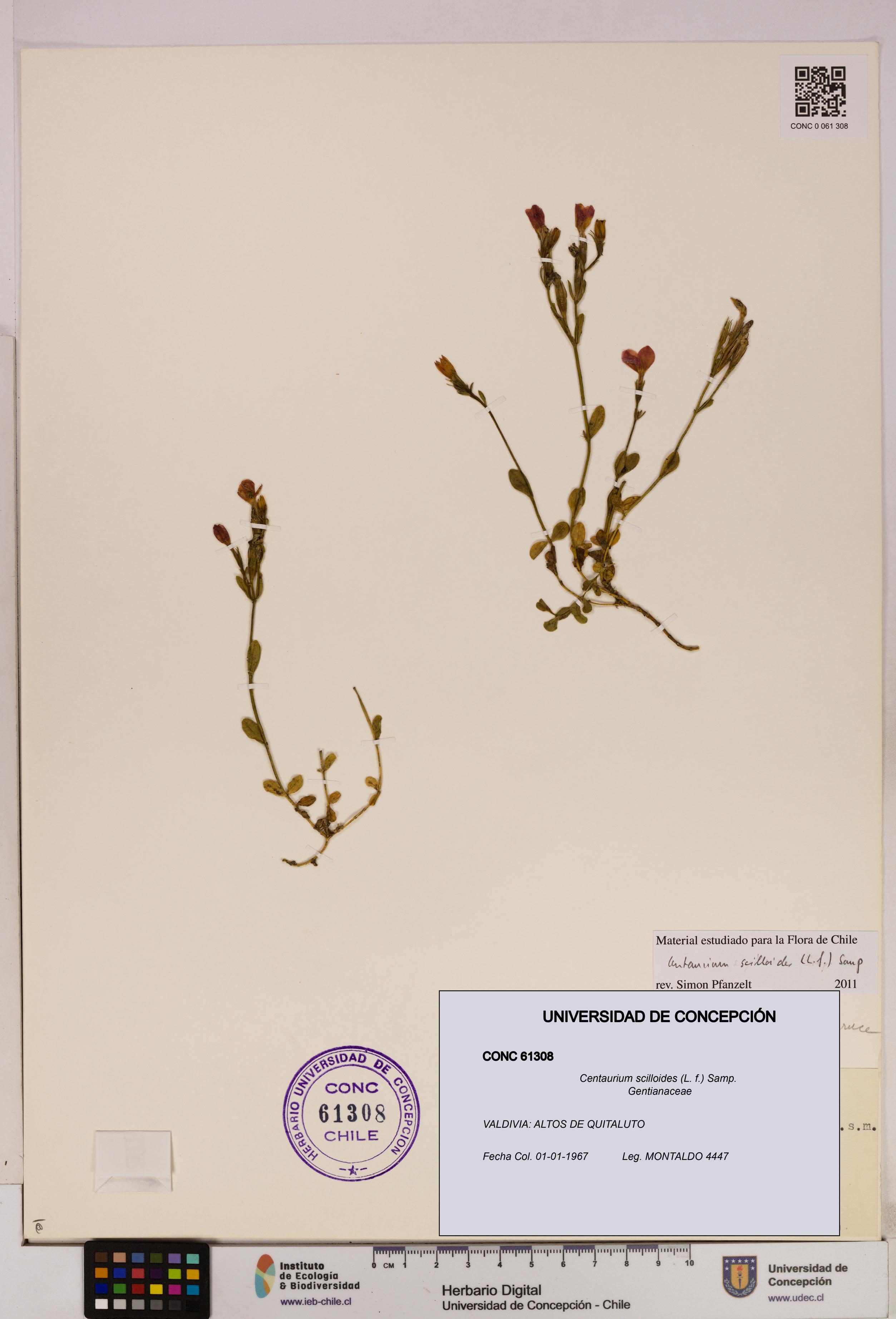Centaurium scilloides [Espécimen: UDEC:CONC:0061308]