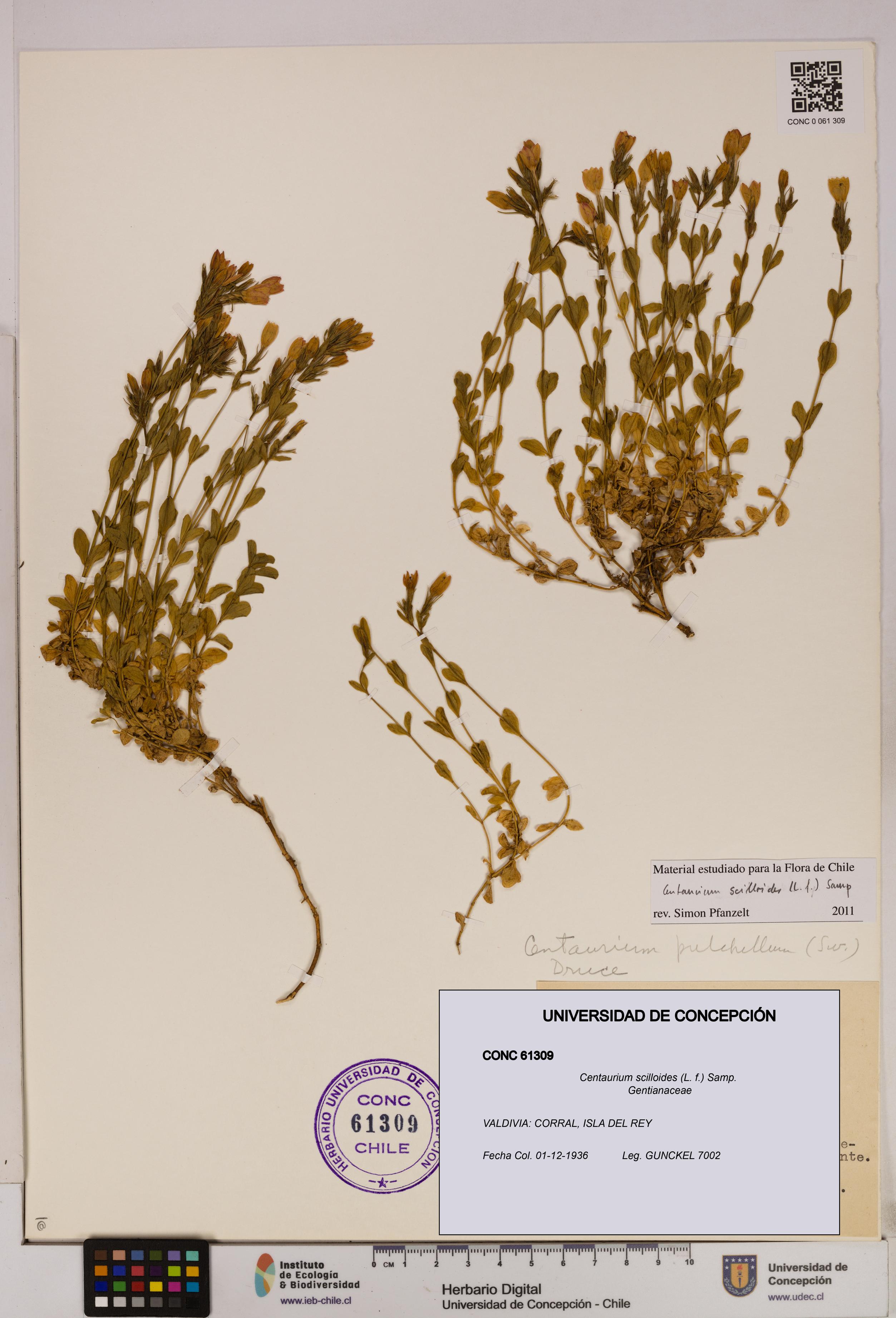 Centaurium scilloides [Espécimen: UDEC:CONC:0061309]