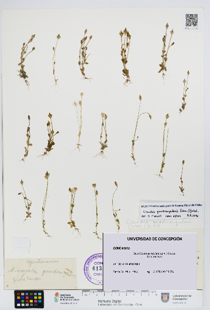 Cicendia quadrangularis [Espécimen: UDEC:CONC:0061310]