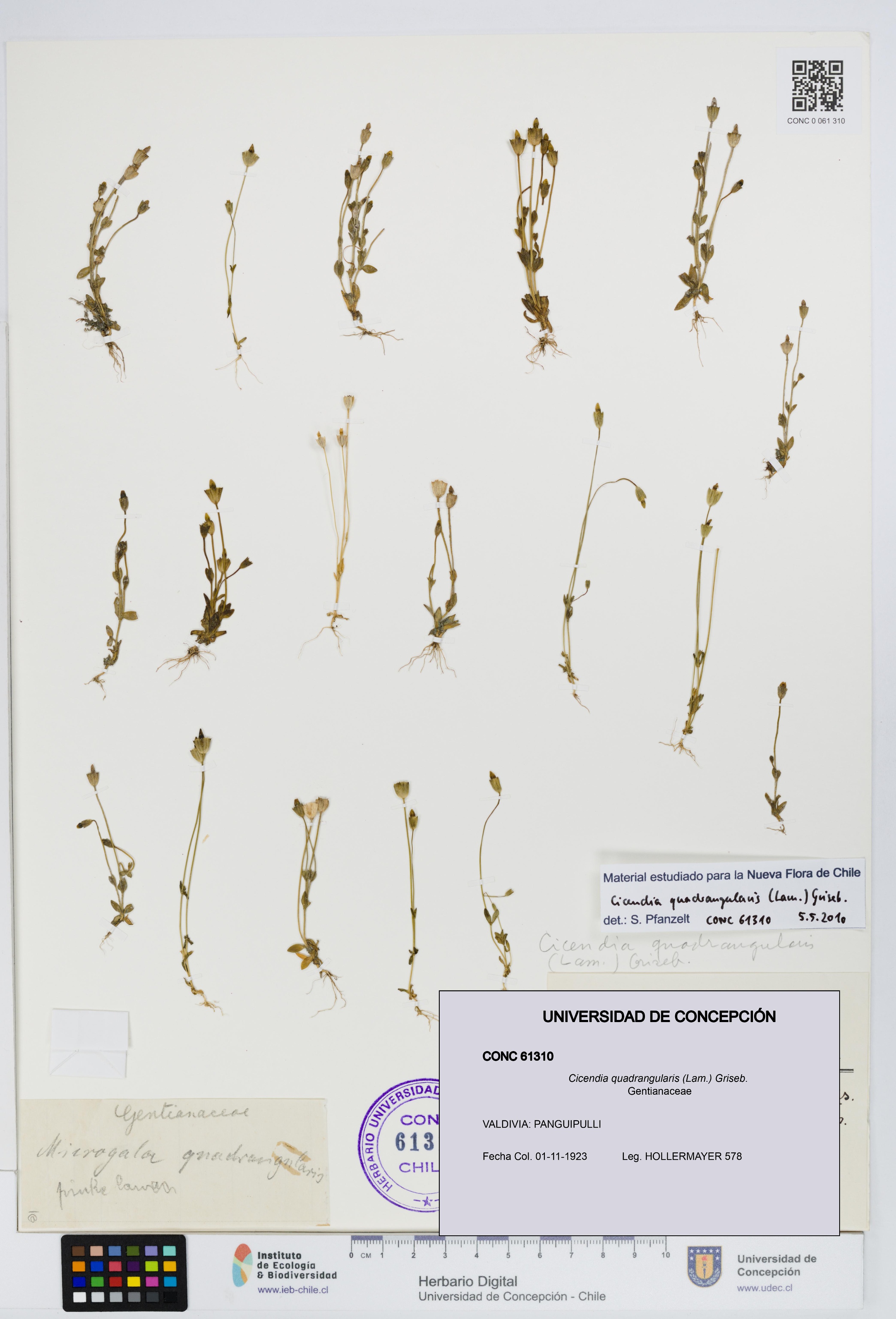 Cicendia quadrangularis [Espécimen: UDEC:CONC:0061310]