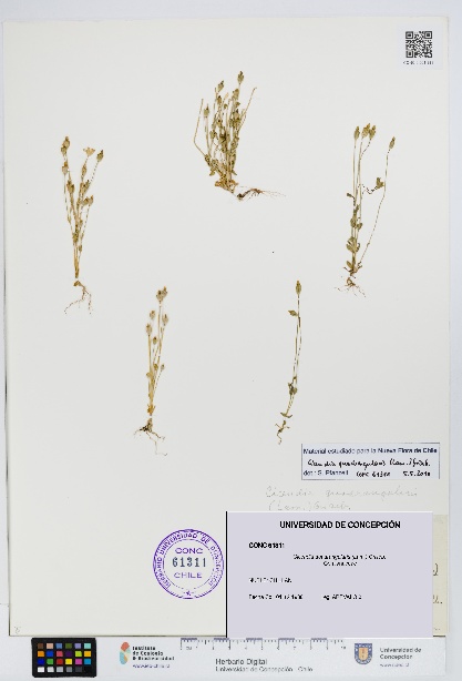 Cicendia quadrangularis [Espécimen: UDEC:CONC:0061311]