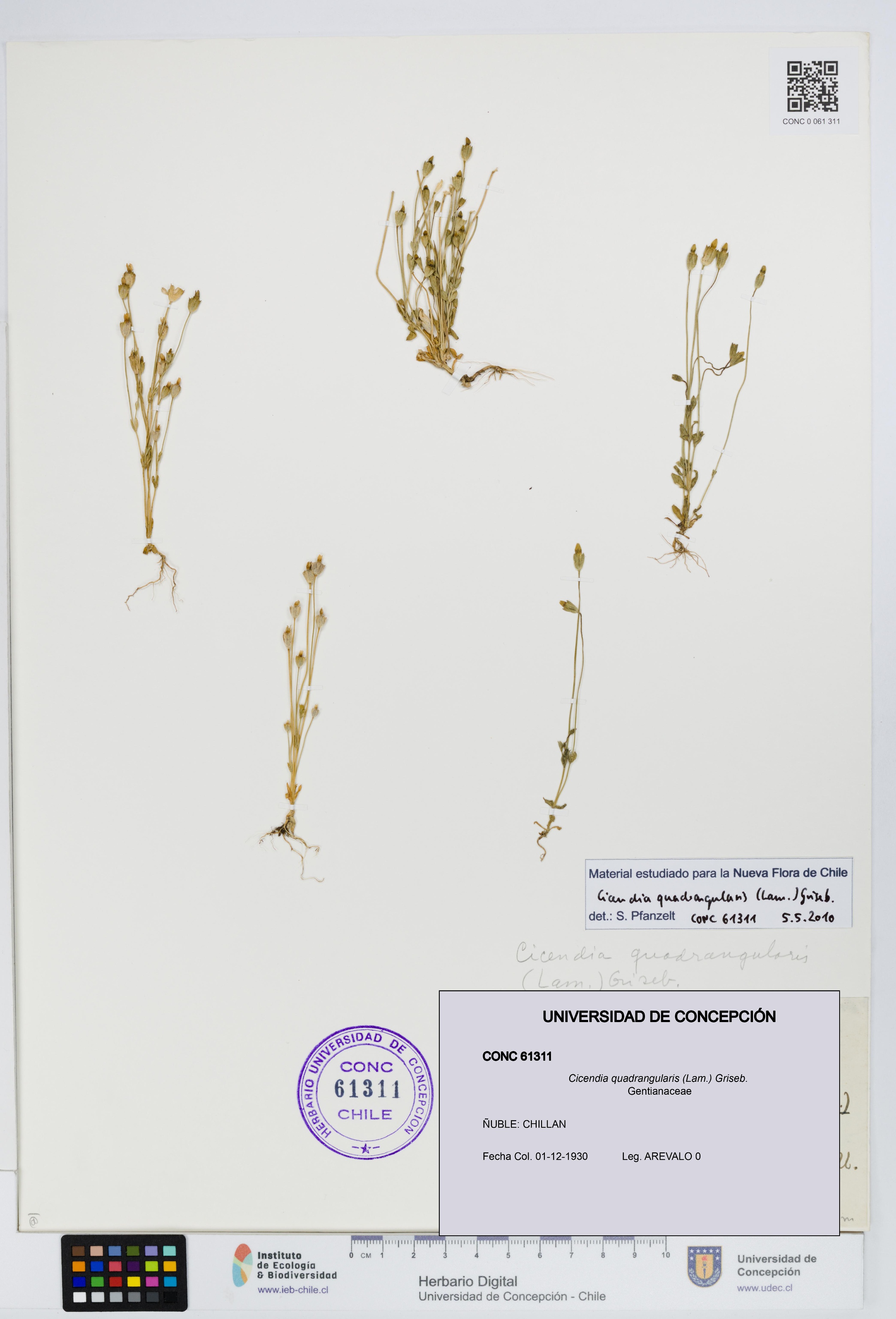Cicendia quadrangularis [Espécimen: UDEC:CONC:0061311]