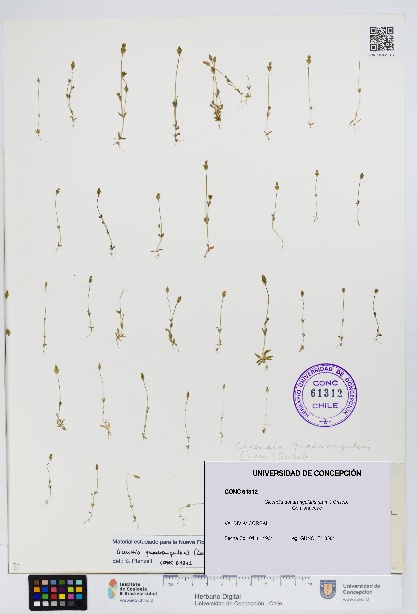 Cicendia quadrangularis [Espécimen: UDEC:CONC:0061312]