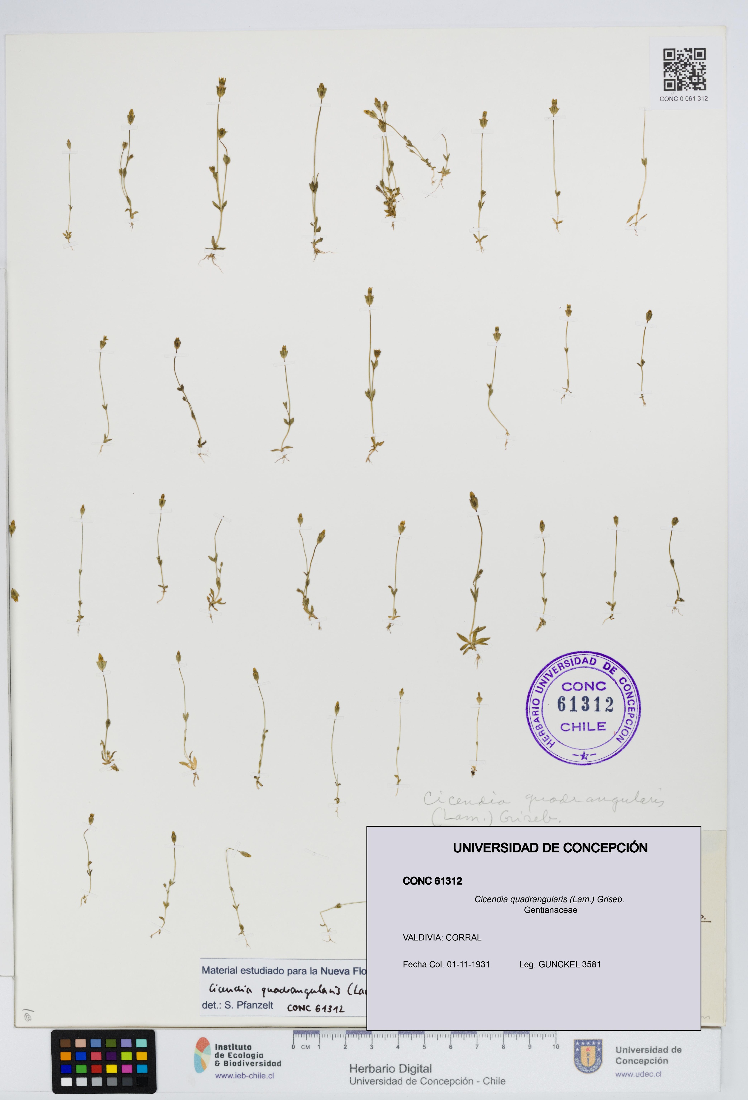 Cicendia quadrangularis [Espécimen: UDEC:CONC:0061312]