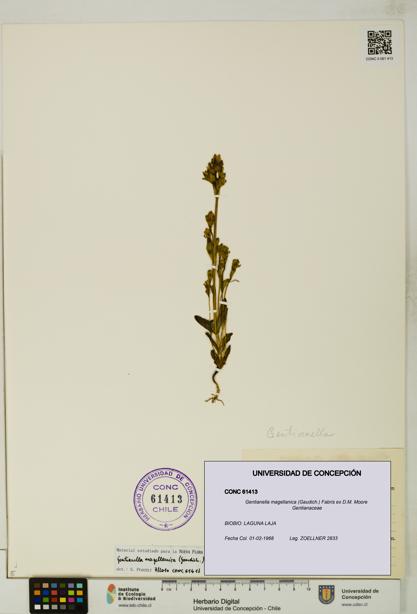 Gentianella magellanica [Espécimen: UDEC:CONC:0061413]