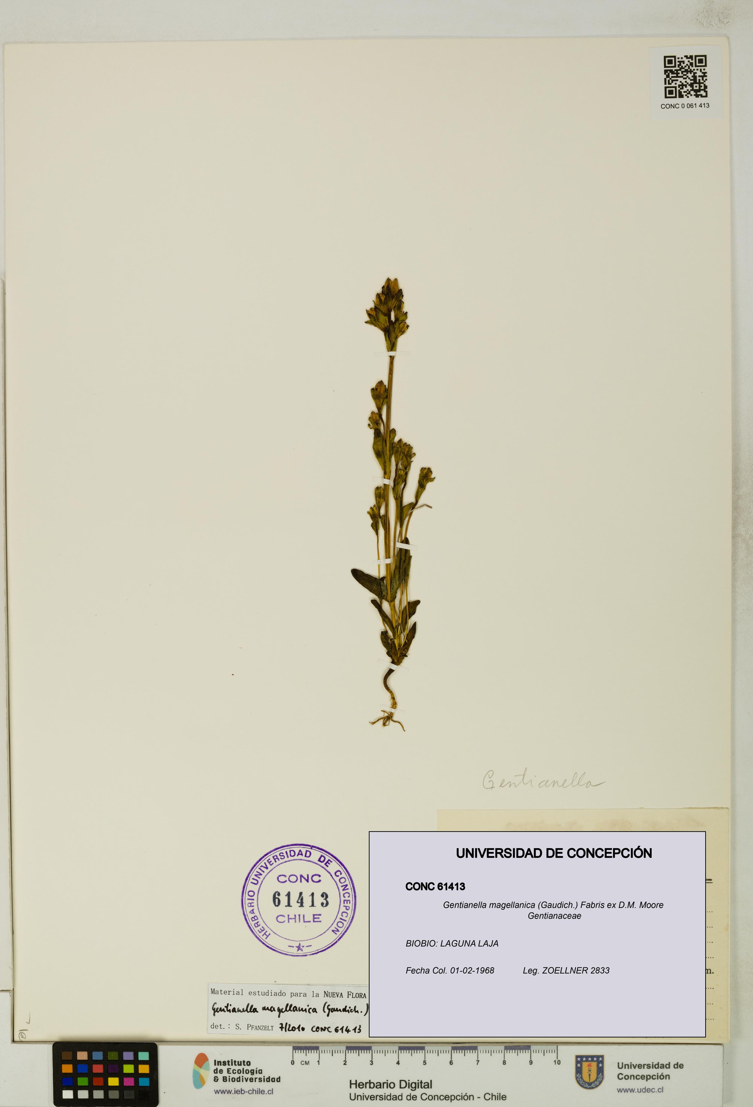 Gentianella magellanica [Espécimen: UDEC:CONC:0061413]