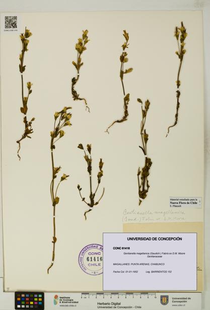 Gentianella magellanica [Espécimen: UDEC:CONC:0061416]