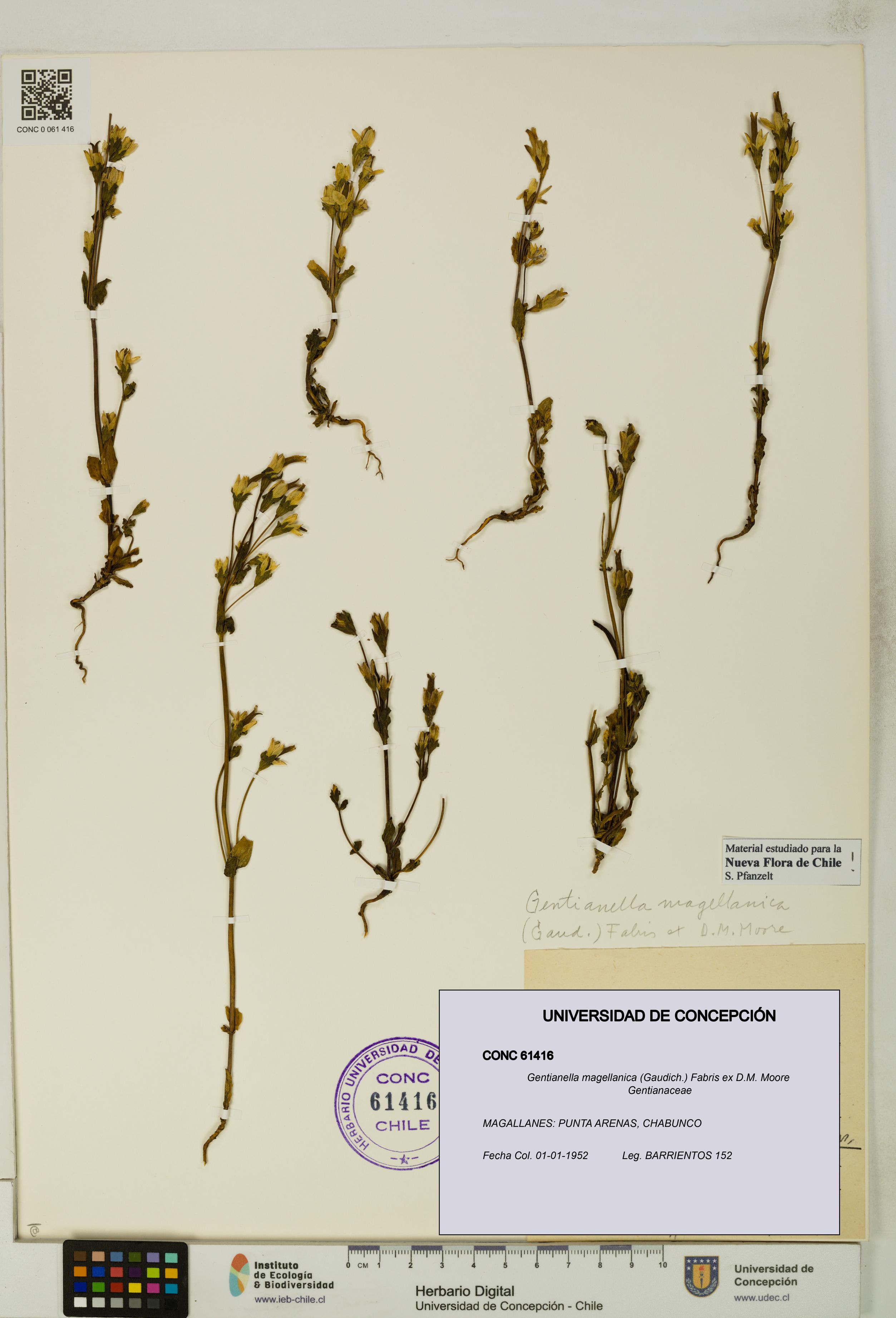 Gentianella magellanica [Espécimen: UDEC:CONC:0061416]