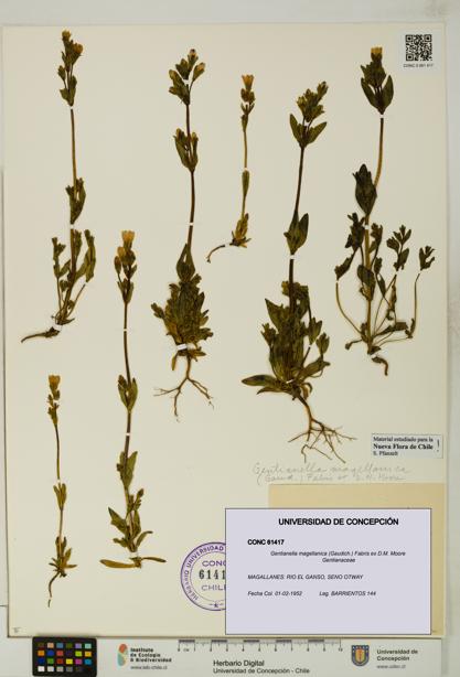 Gentianella magellanica [Espécimen: UDEC:CONC:0061417]