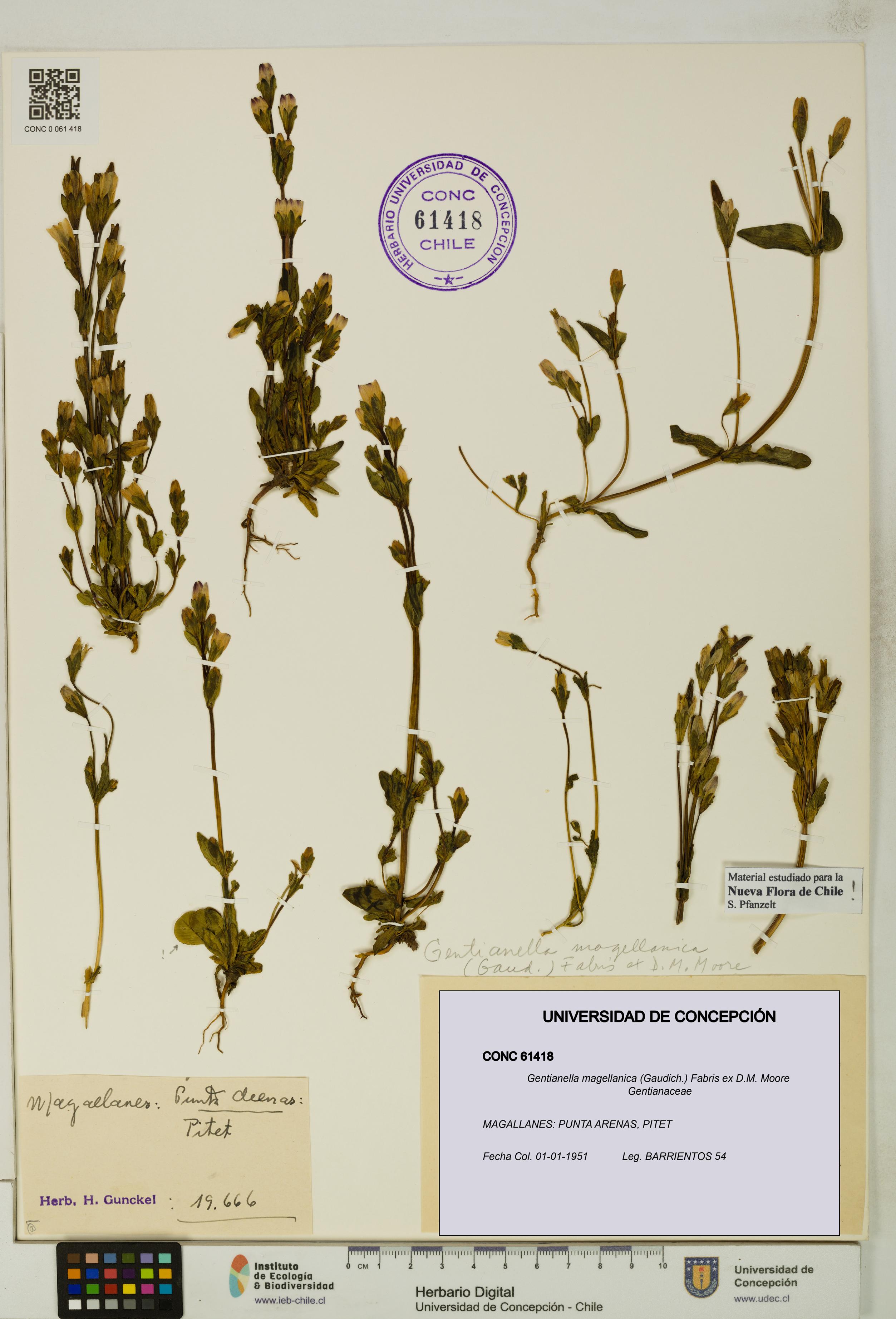 Gentianella magellanica [Espécimen: UDEC:CONC:0061418]