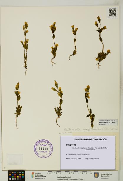 Gentianella magellanica [Espécimen: UDEC:CONC:0061419]