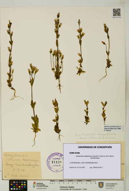 Gentianella magellanica [Espécimen: UDEC:CONC:0061420]