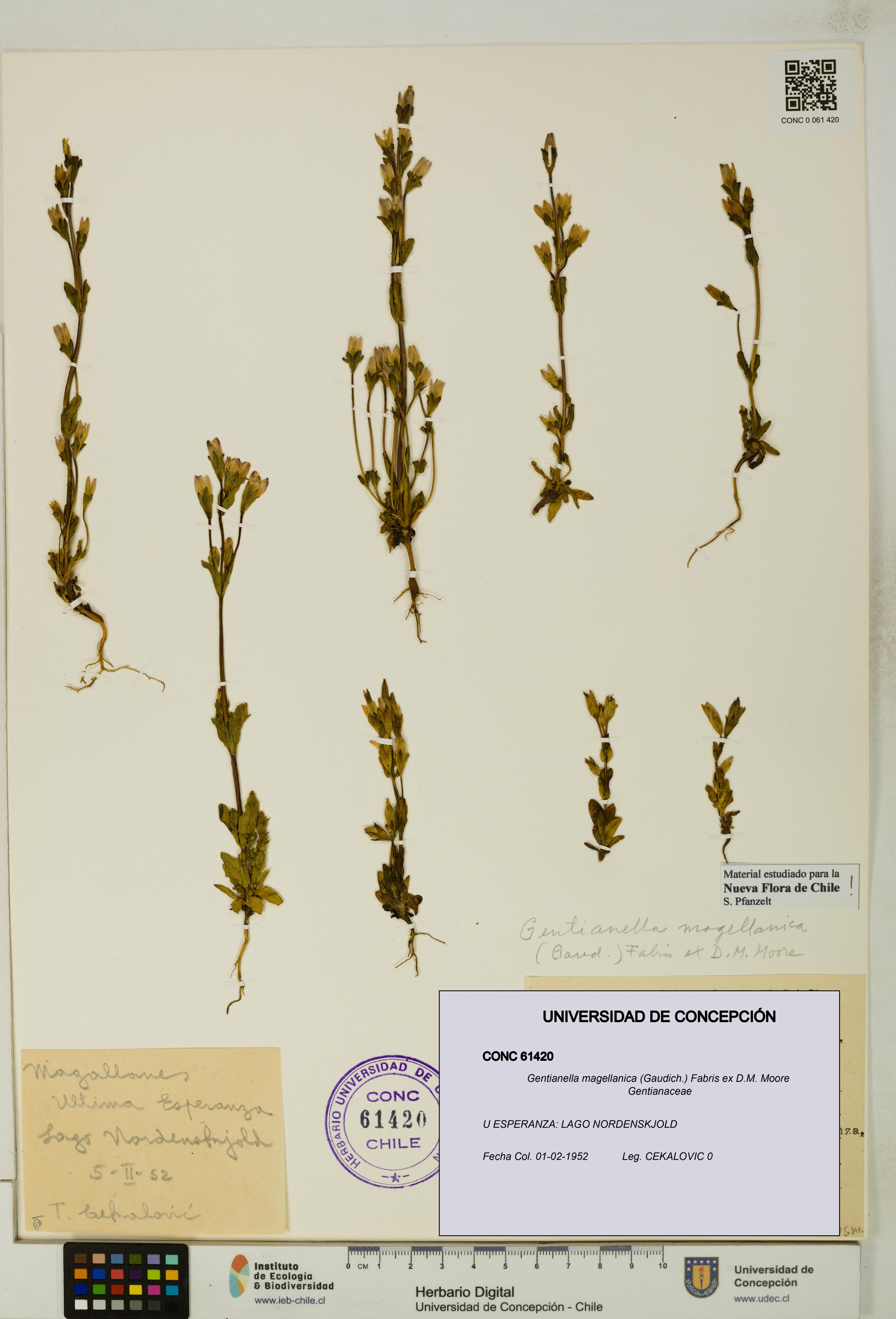 Gentianella magellanica [Espécimen: UDEC:CONC:0061420]