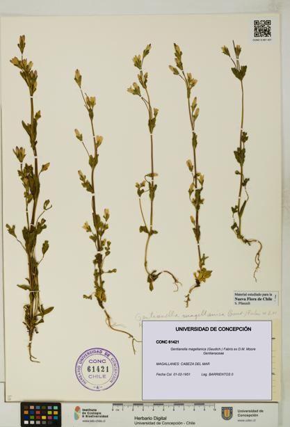 Gentianella magellanica [Espécimen: UDEC:CONC:0061421]