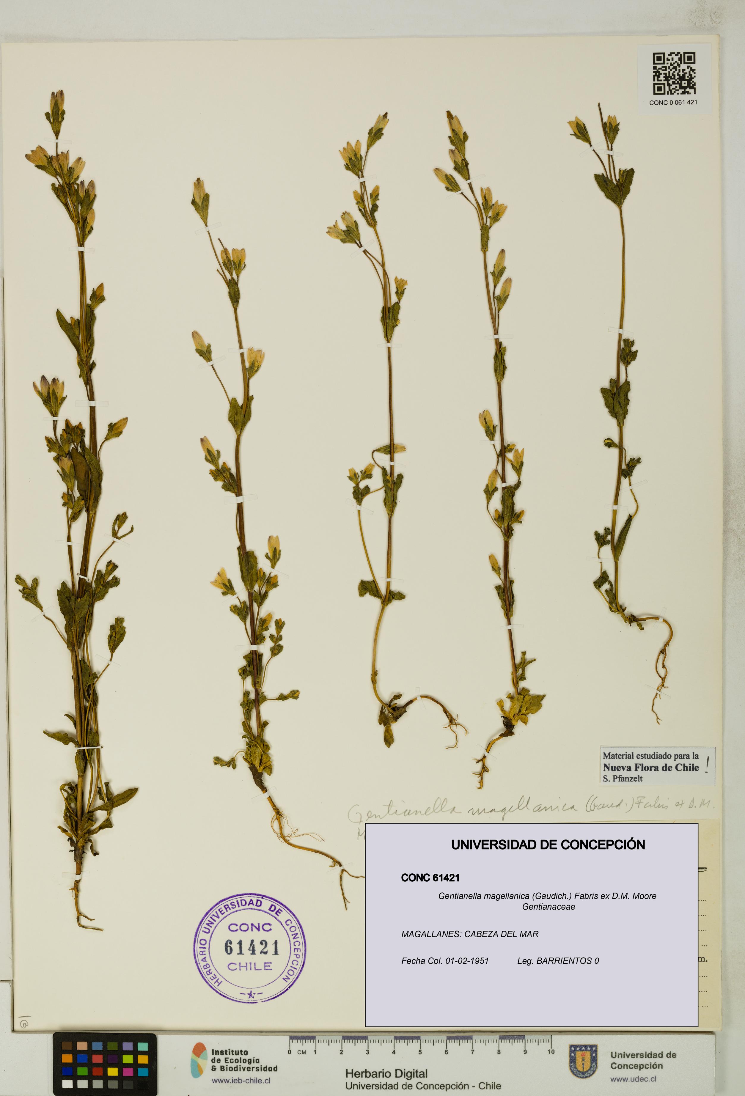 Gentianella magellanica [Espécimen: UDEC:CONC:0061421]