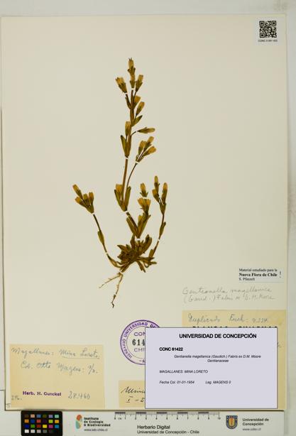 Gentianella magellanica [Espécimen: UDEC:CONC:0061422]