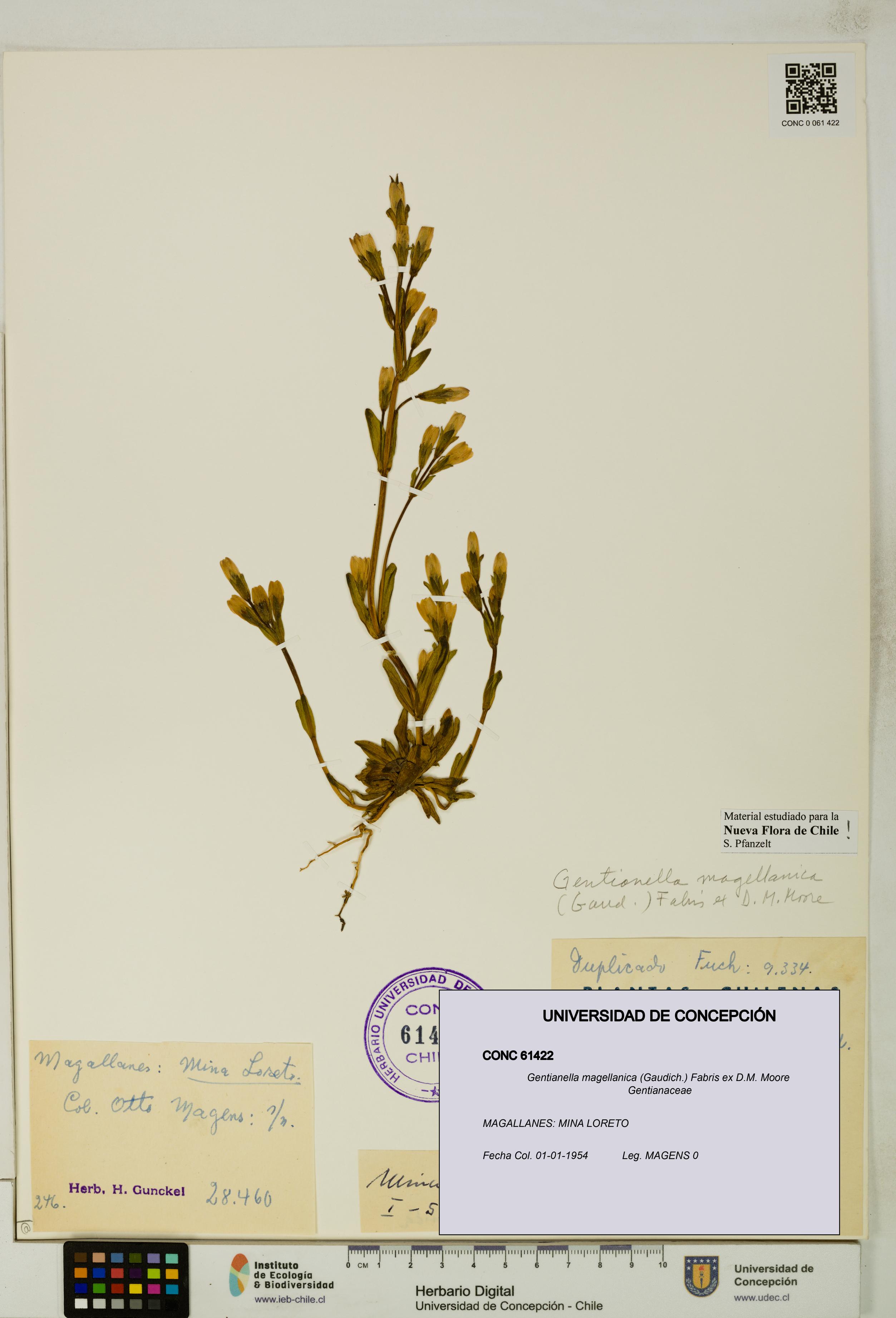 Gentianella magellanica [Espécimen: UDEC:CONC:0061422]