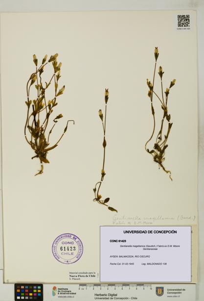 Gentianella magellanica [Espécimen: UDEC:CONC:0061423]