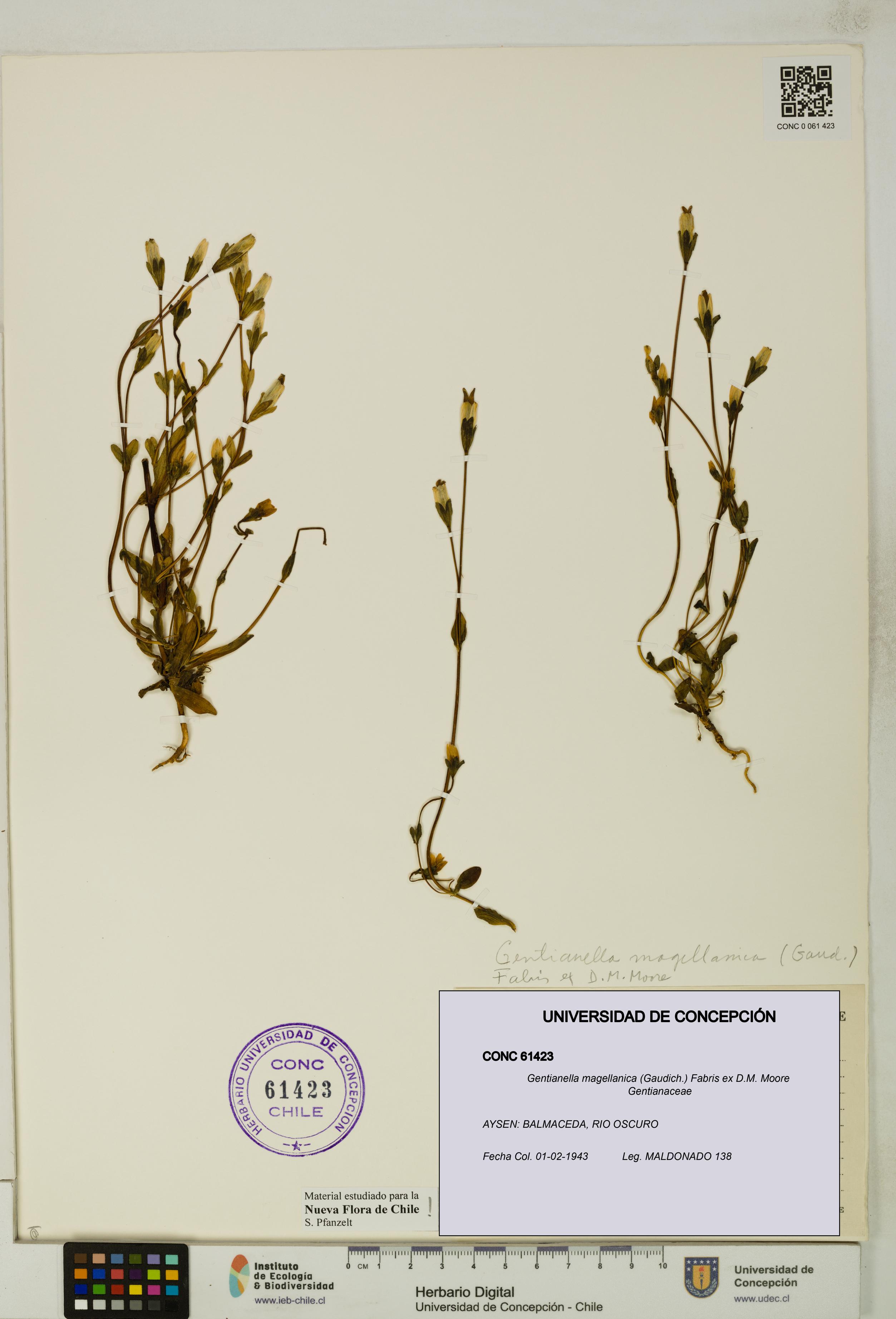 Gentianella magellanica [Espécimen: UDEC:CONC:0061423]