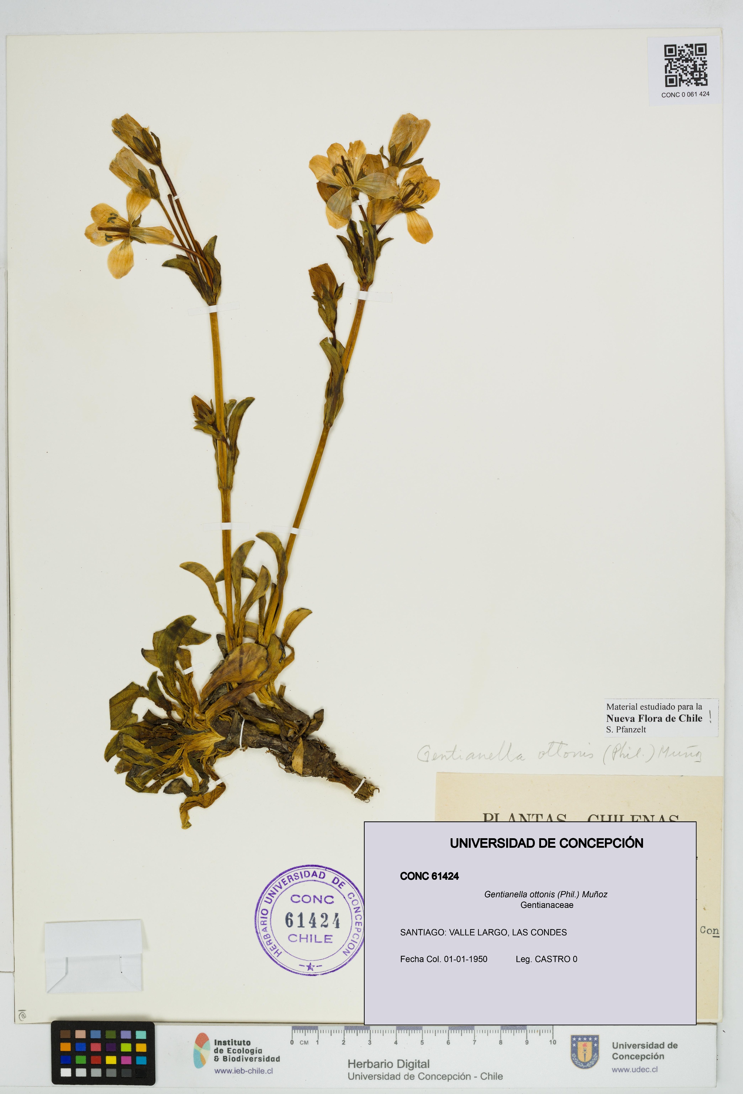 Gentianella ottonis [Espécimen: UDEC:CONC:0061424]