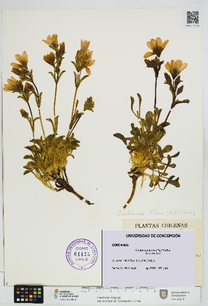 Gentianella ottonis [Espécimen: UDEC:CONC:0061425]