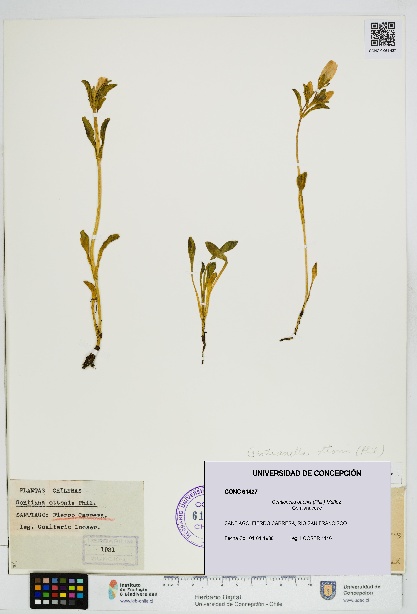 Gentianella ottonis [Espécimen: UDEC:CONC:0061427]
