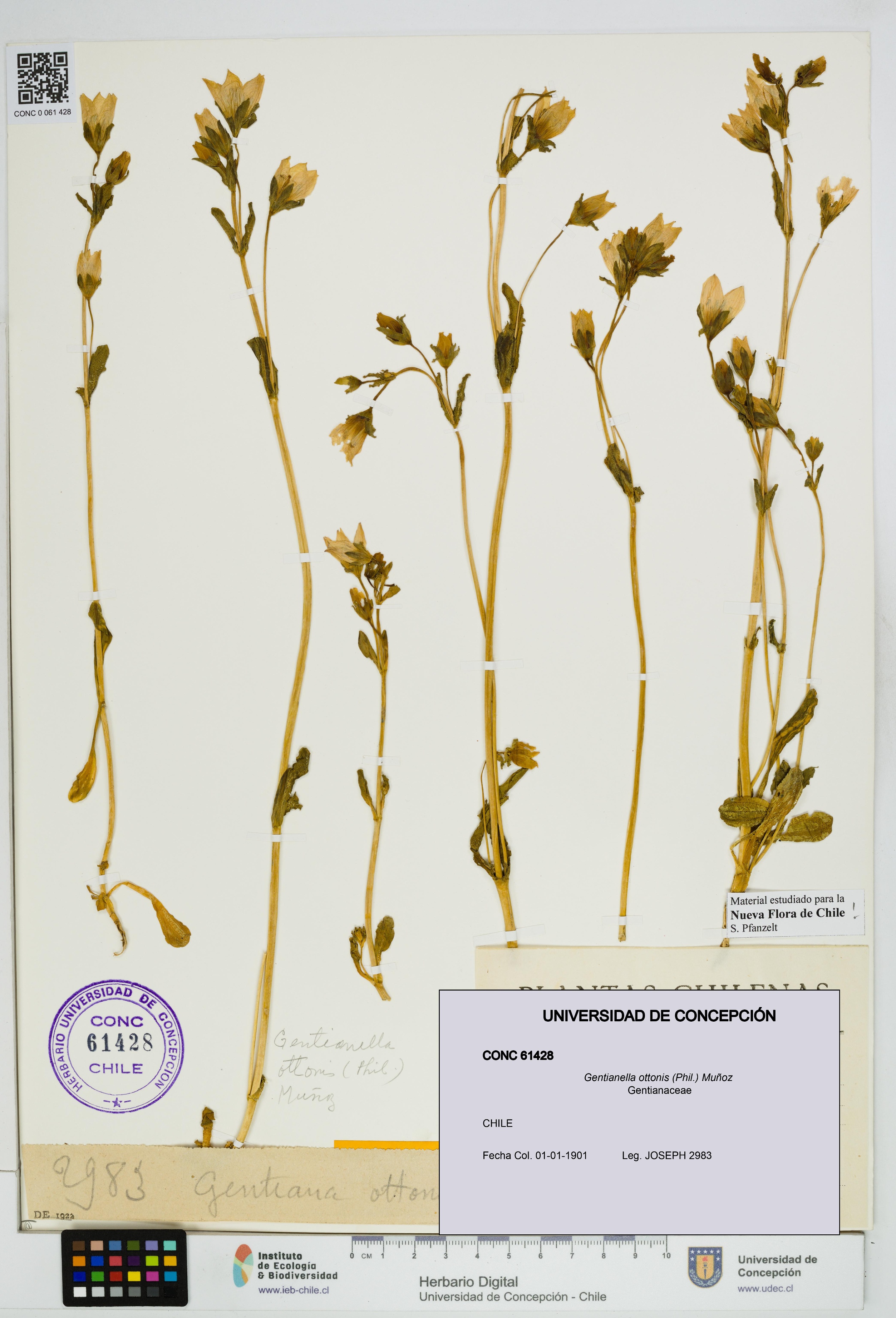 Gentianella ottonis [Espécimen: UDEC:CONC:0061428]