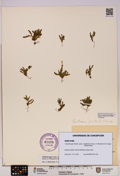 Gentiana gayi [Espécimen: UDEC:CONC:0061429]