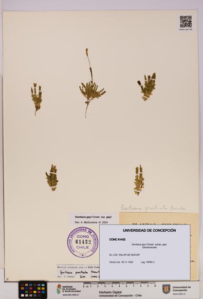 Gentiana gayi [Espécimen: UDEC:CONC:0061432]