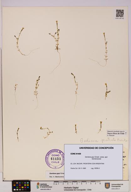 Gentiana gayi [Espécimen: UDEC:CONC:0061433]