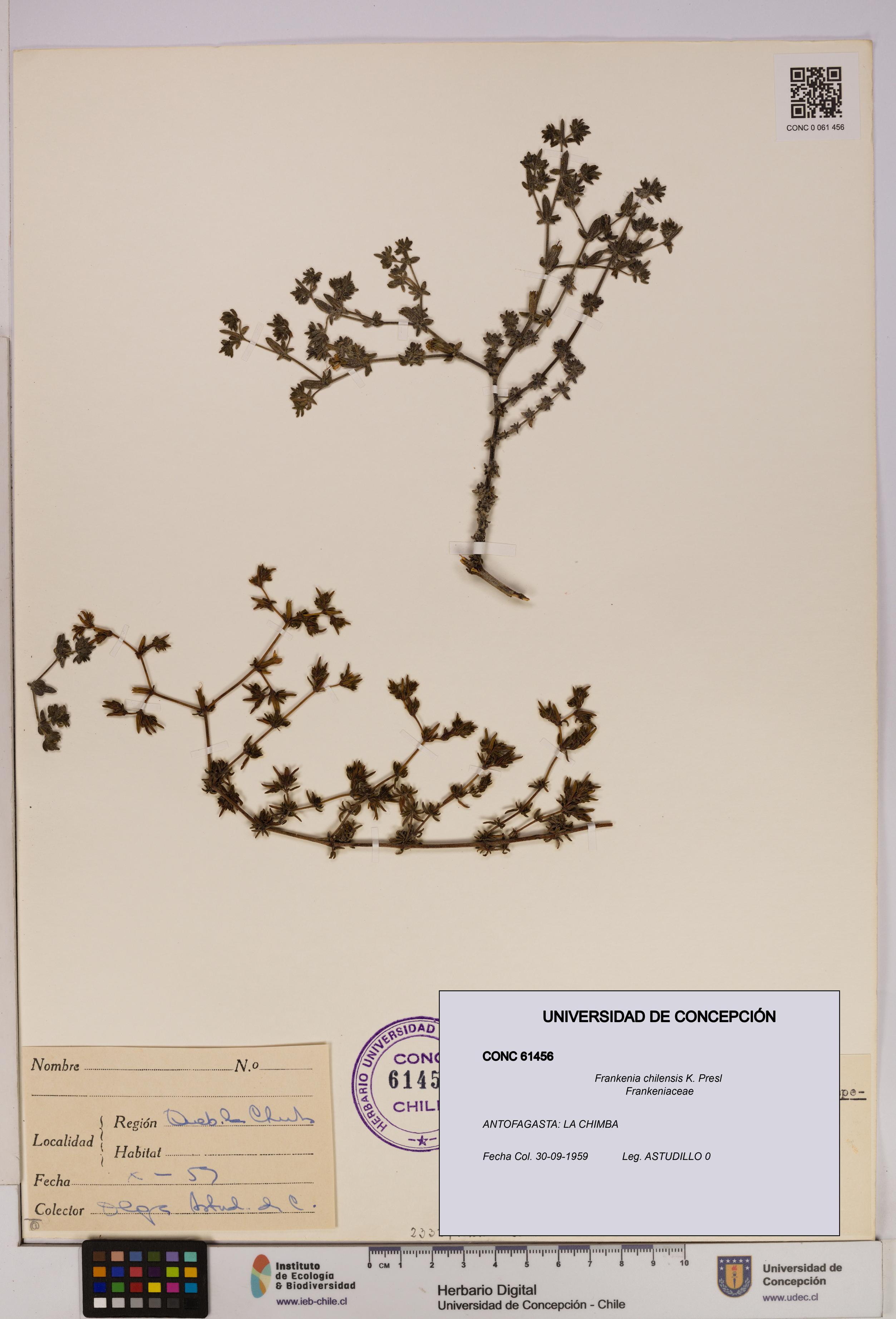 Frankenia chilensis [Espécimen: UDEC:CONC:0061456]