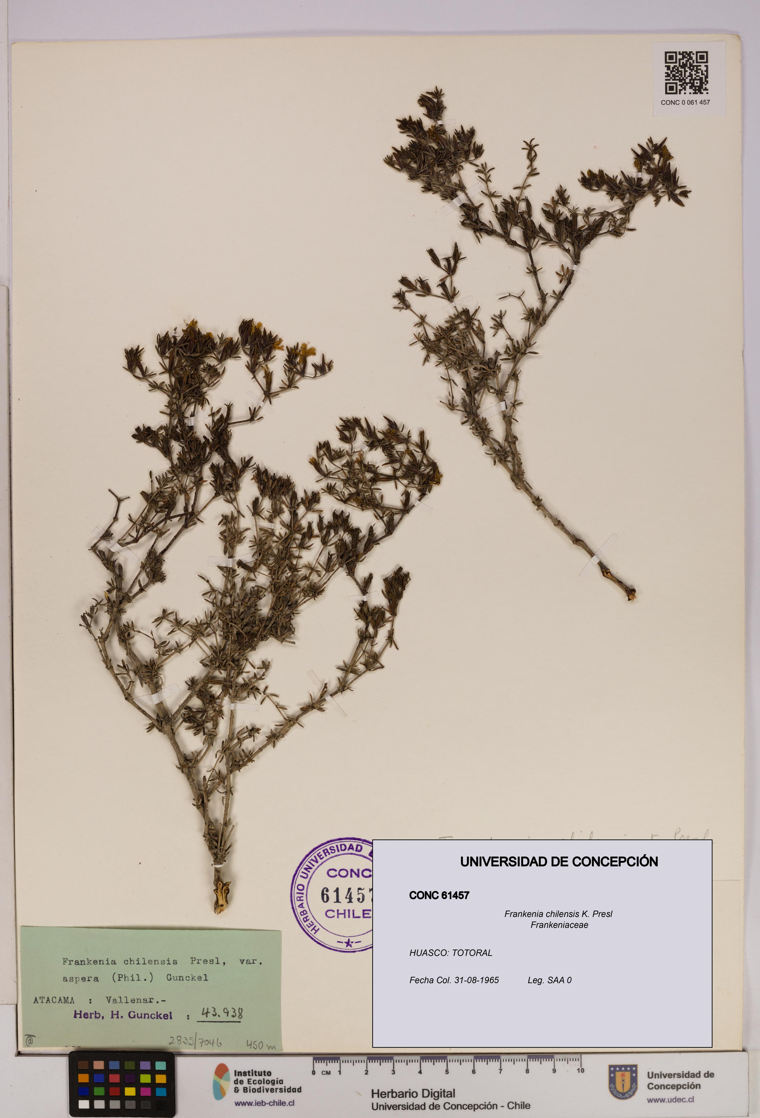 Frankenia chilensis [Espécimen: UDEC:CONC:0061457]