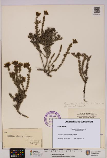 Frankenia chilensis [Espécimen: UDEC:CONC:0061458]
