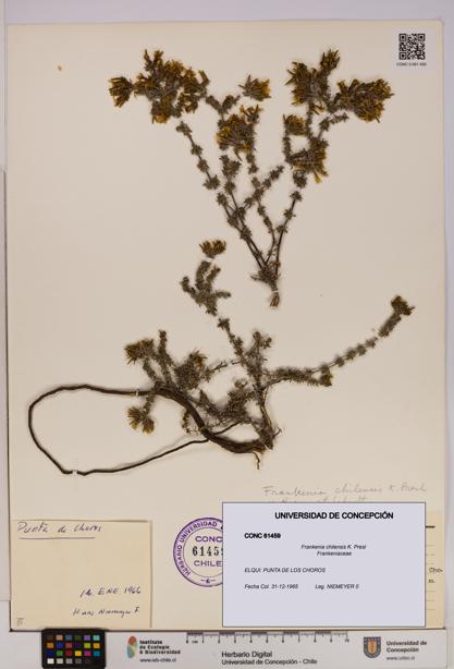 Frankenia chilensis [Espécimen: UDEC:CONC:0061459]