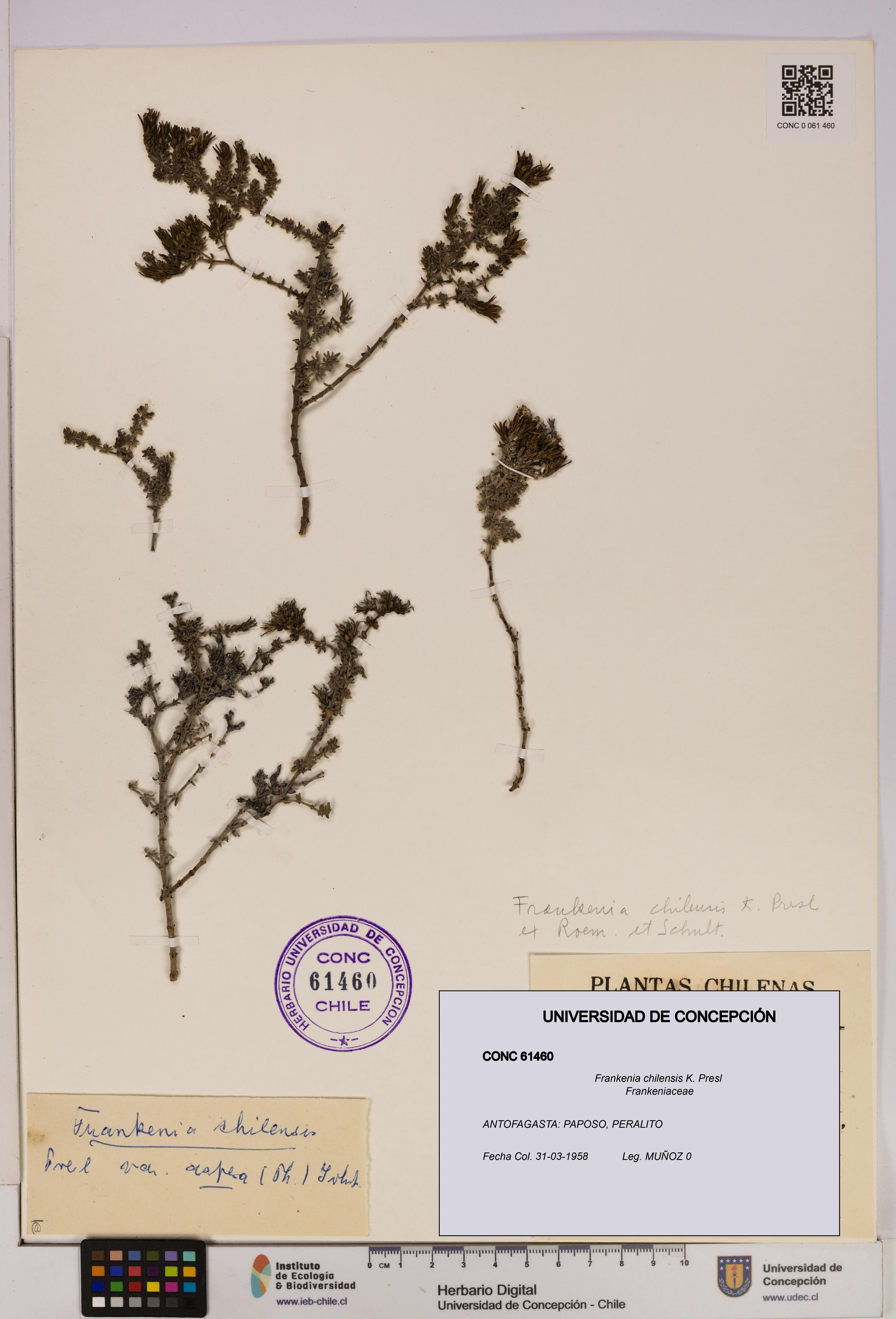 Frankenia chilensis [Espécimen: UDEC:CONC:0061460]