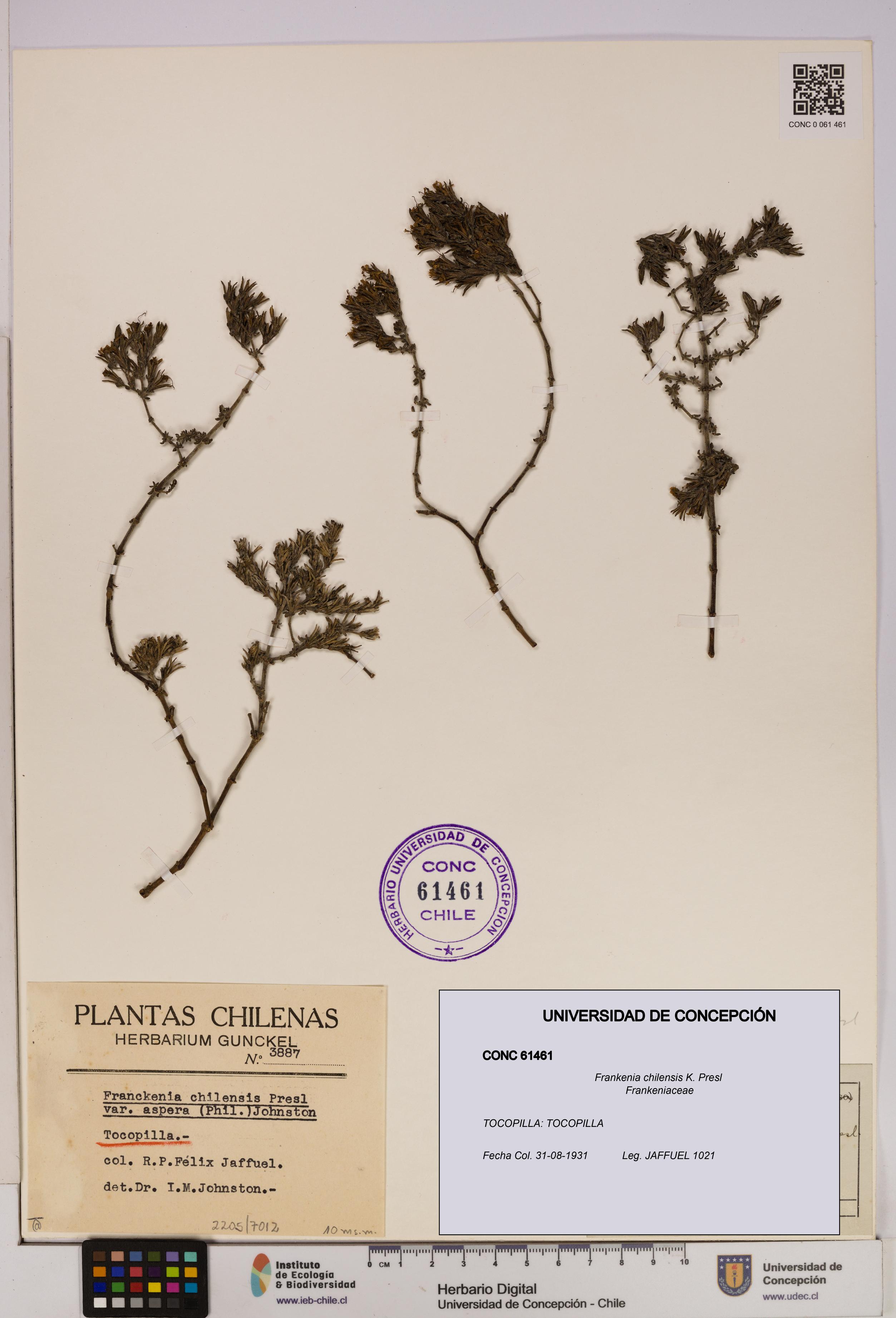 Frankenia chilensis [Espécimen: UDEC:CONC:0061461]
