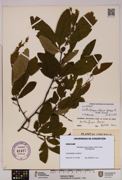Nothofagus alpina [Espécimen: UDEC:CONC:0061467]
