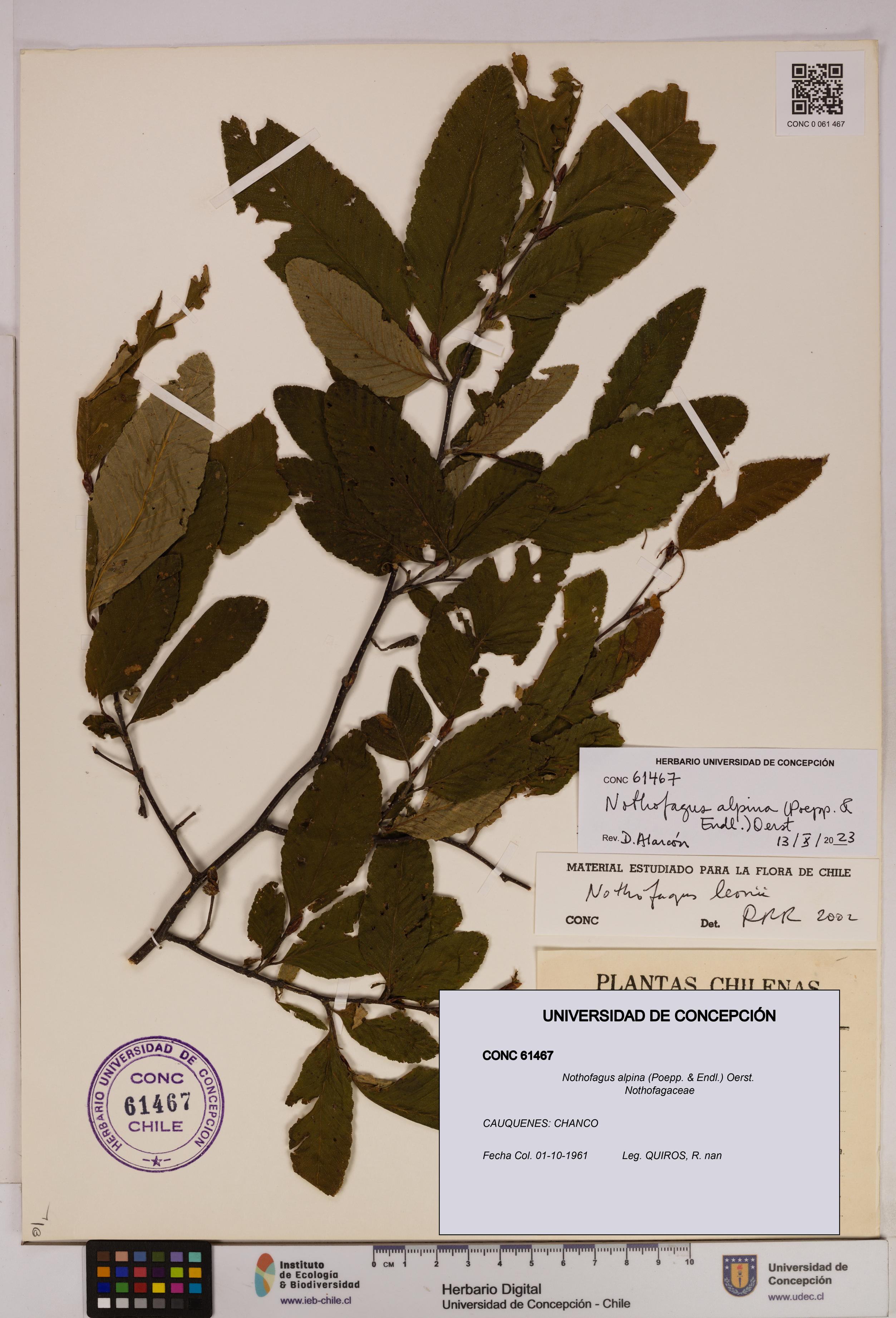 Nothofagus alpina [Espécimen: UDEC:CONC:0061467]