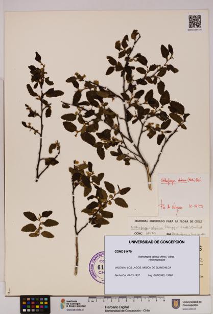 Nothofagus obliqua [Espécimen: UDEC:CONC:0061470]
