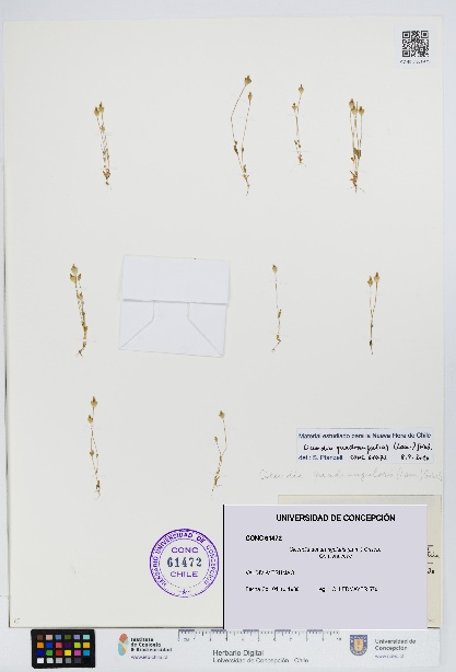 Cicendia quadrangularis [Espécimen: UDEC:CONC:0061472]