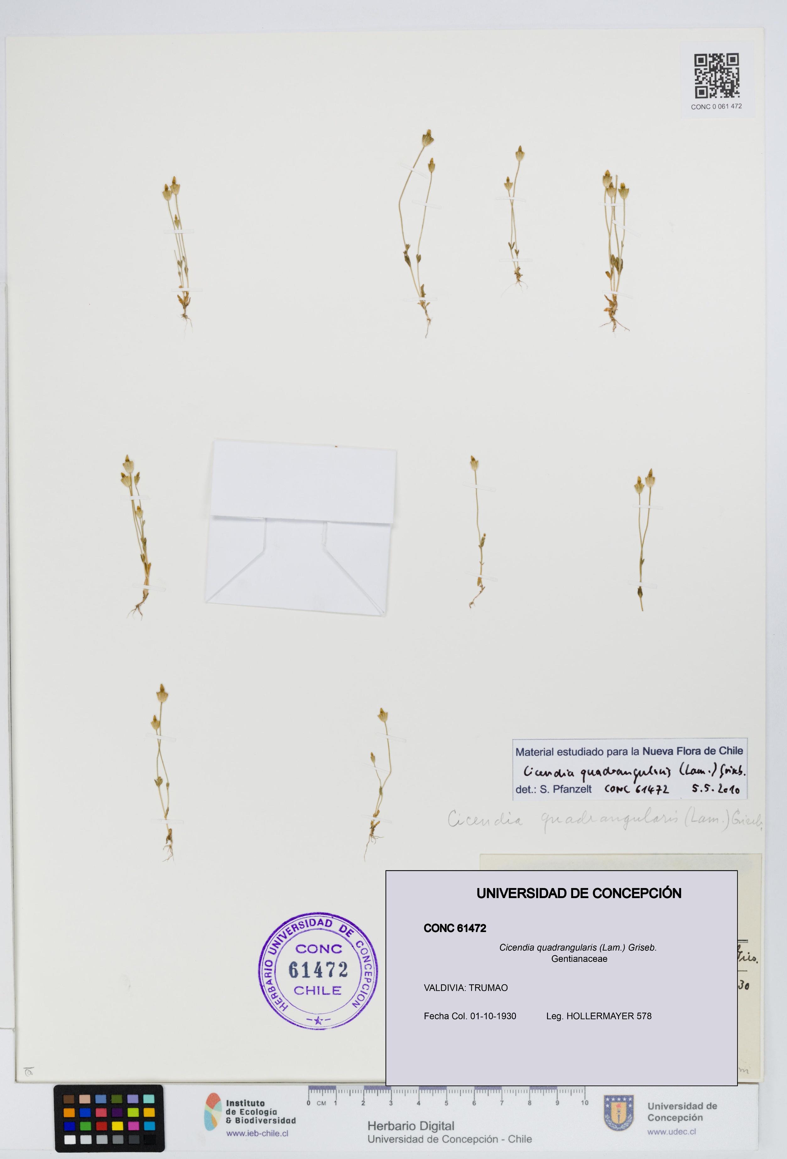 Cicendia quadrangularis [Espécimen: UDEC:CONC:0061472]