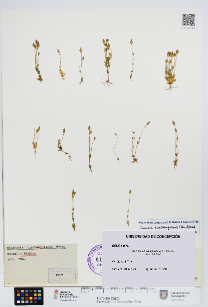 Cicendia quadrangularis [Espécimen: UDEC:CONC:0061473]