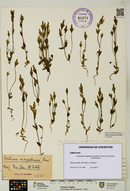 Gentianella magellanica [Espécimen: UDEC:CONC:0061474]